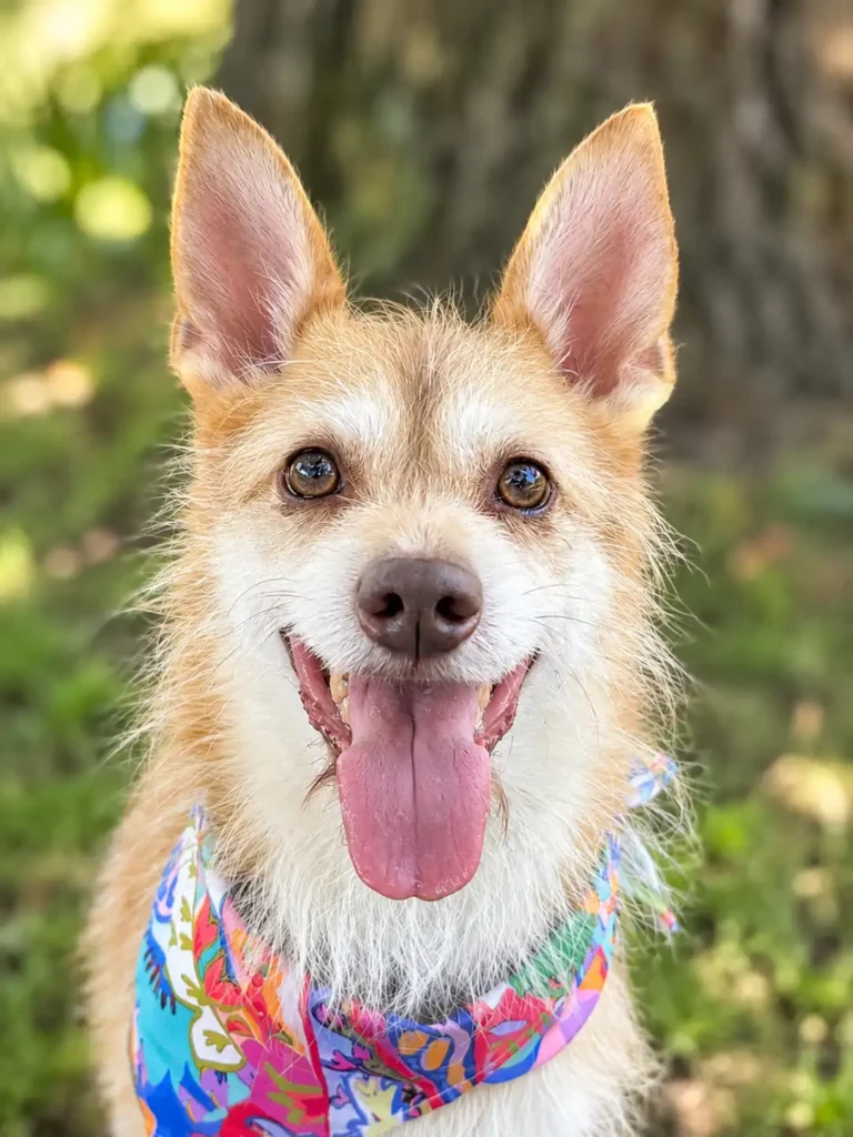 Tripawd Tuesday Matteo smiling outdoors in a colorful bandana