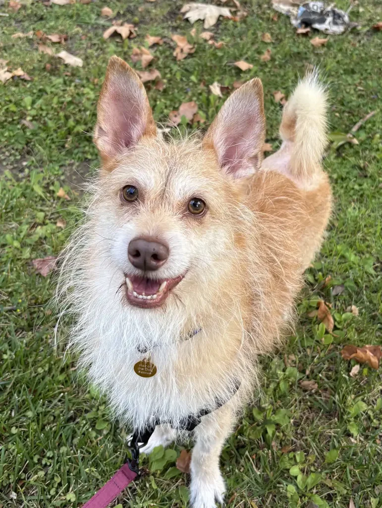 Tripawd Tuesday Matteo smiling on the grass with his tail held high