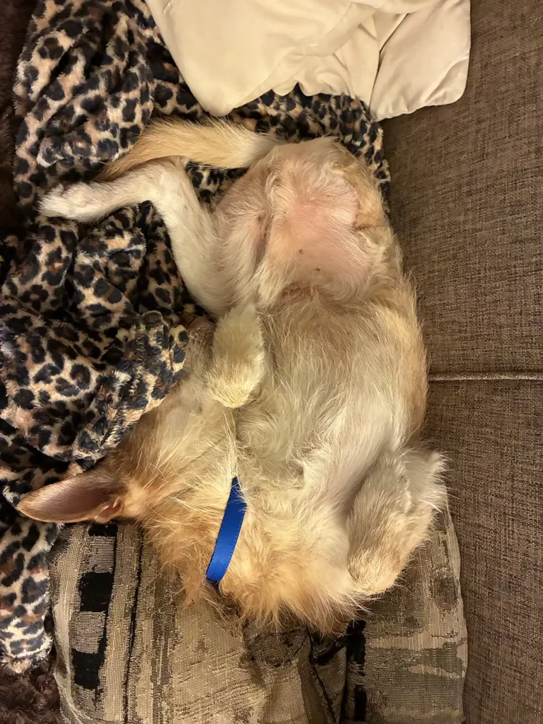 Dog relaxing belly-up