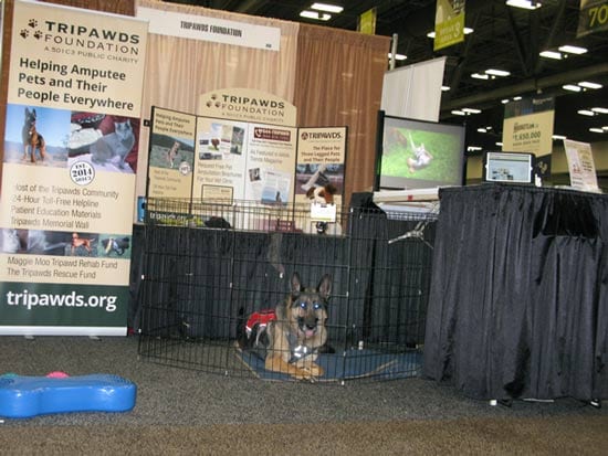 Spokesdog Wyatt staffs the Tripawds booth.