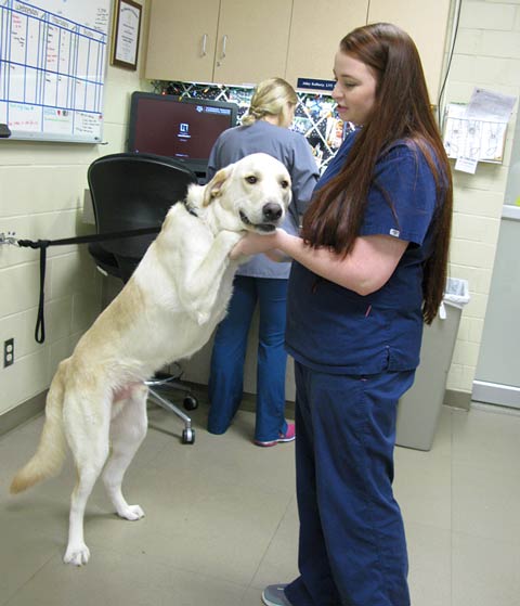 TAMU Veterinary Teaching Hospital Canine Rehab