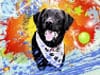 Tripawd Max Deppe