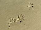 Three-Legged Dog Maximutt Paw Prints on Beach