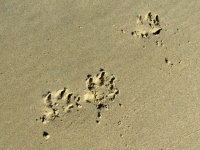 Three-Legged Dog Maximutt Paw Prints on Beach