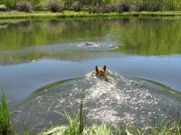 Swimming for sticks at Vickers Ranch Lake