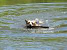 Swimming for sticks at Vickers Ranch Lake