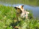 Shaking off after swimming at Vickers Ranch Lake