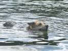 Three legged Jerry dog swims at Vickers ranch