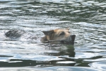Three legged Jerry dog swims at Vickers ranch