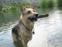 Three legged dog Jerry swims for sticks at Vickers ranch