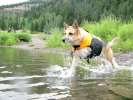 Testing the K9 Float Coat at Lake San Cristobal