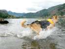 Testing the K9 Float Coat at Lake San Cristobal