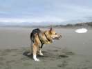 playing Frisbee at Somoa Beach in Eureka, CA