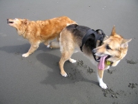 Dog Day at Somoa Beach in Eureka, CA