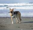 Jerry Posing at Somoa Beach in Eureka, CA