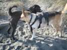 Meeting new friends at Somoa Beach in Eureka, CA