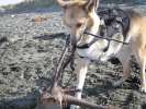 Jerry playing at Somoa Beach in Eureka, CA