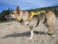Ready for the Frisbee at Sand Beach in Bar Harbor, Maine