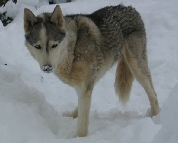 Calpurnia three legged sled dog