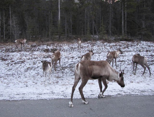 Caribou on the Loose