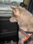 Road Dawg