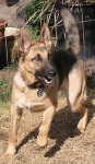 Three legged German Shepherd Codie Rae from Oakland, CA