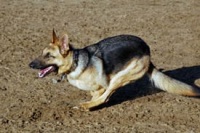 Three legged German Shepherd Codie Rae from Oakland, CA