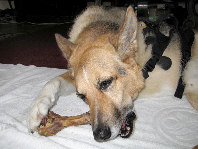 Tripawd, front leg, bone, chews