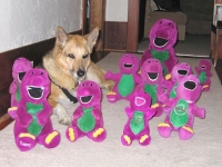 Jerry with his Barney collection