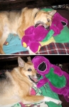Jerry loves his Barney dolls