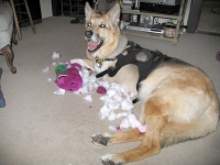 Jerry shreds another Barney