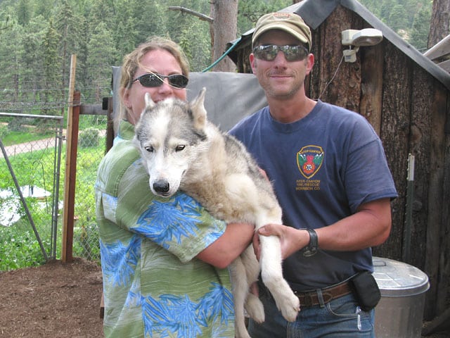 Tripawd sled dog Calpurnia