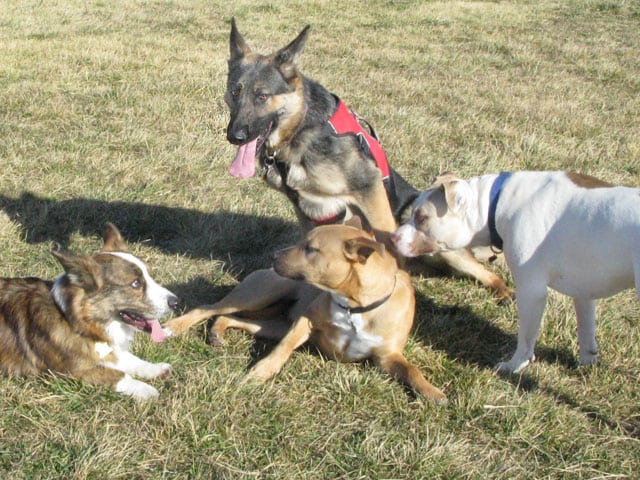 Tripawds like Wyatt at dog parks with four legged dogs