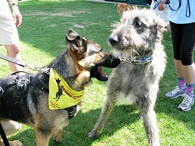 Wyatt plays with Irish Wolfhound Babe