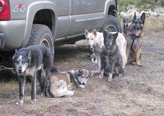 German Shepherd musher dog