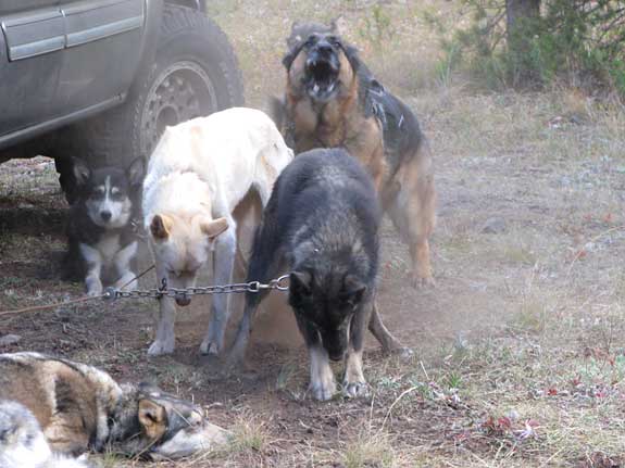 three legged German Shepherd sled dog