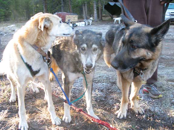 three legged german shepherd sled dog