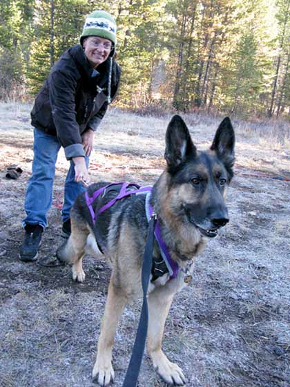 Three legged German Shepherd sled dog