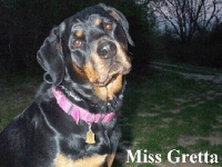 gretta cancer dog cisplatin beads