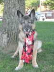 14 Year old GSD Prana