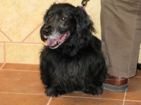 Fellow canine cancer survivor at the vet cancer care clinic in Santa Fe