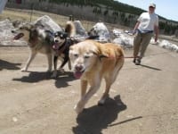 Senior blind deaf dog Chester walks Colorado Trail