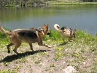 Jerry shows Rocky how to play at Vickers Ranch Lake