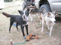 Three-Legged Calpurnia with Fellow Odaroloc Sled Dogs