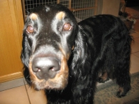 Cousin Brie, Santa Rosa Show Gordon Setter