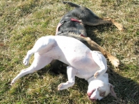Wyatt and Dipper play at Reno, NV dog park Wyatt and Dipper play at Reno, NV dog park