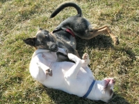 Wyatt and Dipper play at Reno, NV dog park