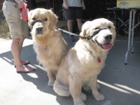 Dillon and Rhys in Loveland, CO