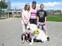 Great Pyrenees Tripawd Sambuca and her pack