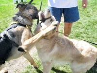 Puppies Wyatt and Rhys Play Ruff
